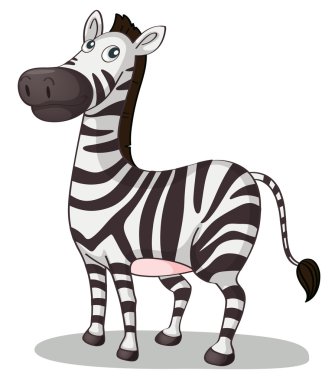 Zebra illüstrasyon