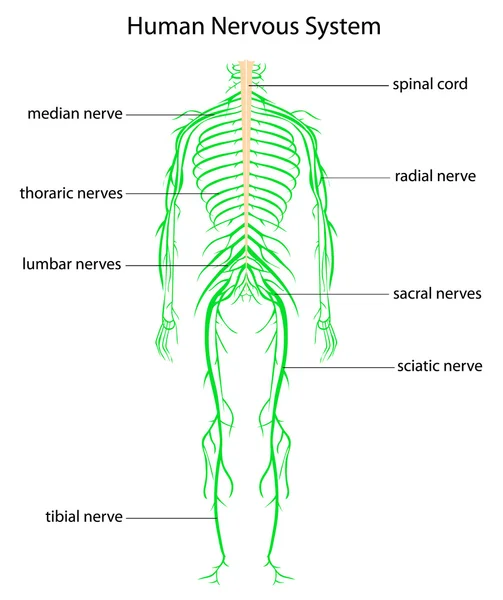 Человеческая нервная система — стоковый вектор
