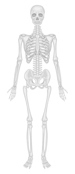 Skeletal system — Stock Vector