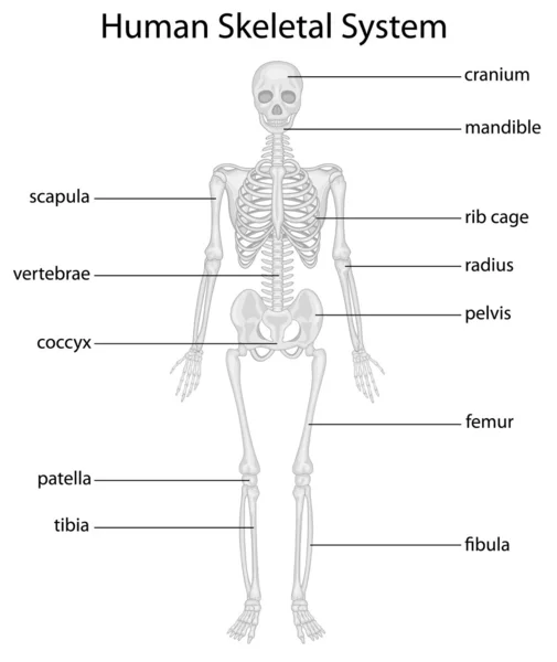 骨骼系统 — 图库矢量图片