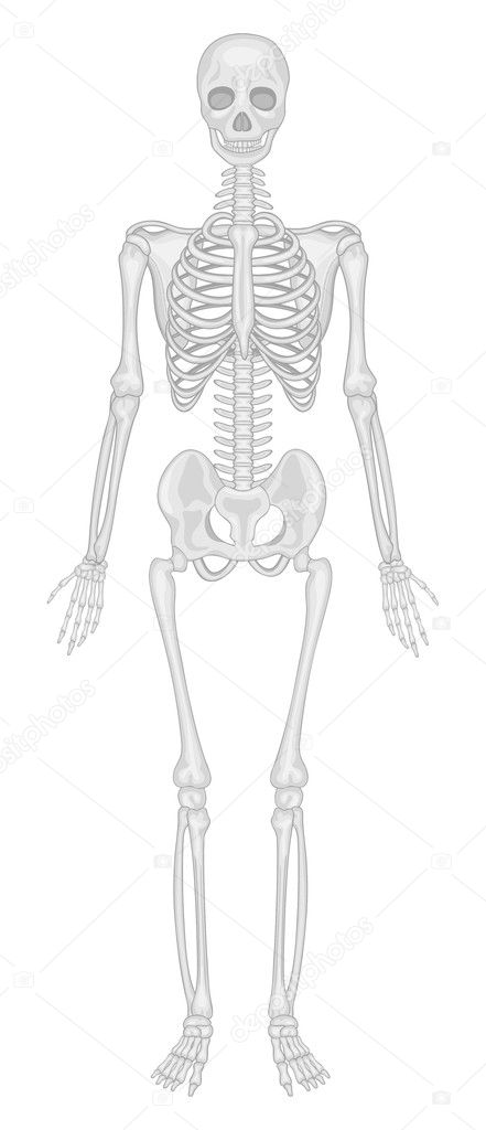 Human skeleton. Vector Stock Vector Image & Art - Alamy
