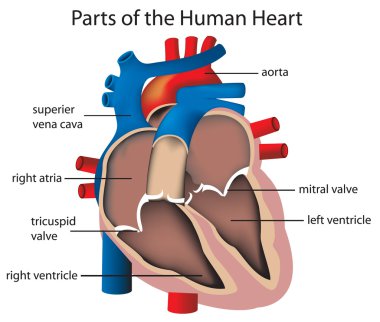 Parts of the heart clipart