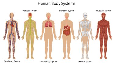 İnsan vücut sistemleri