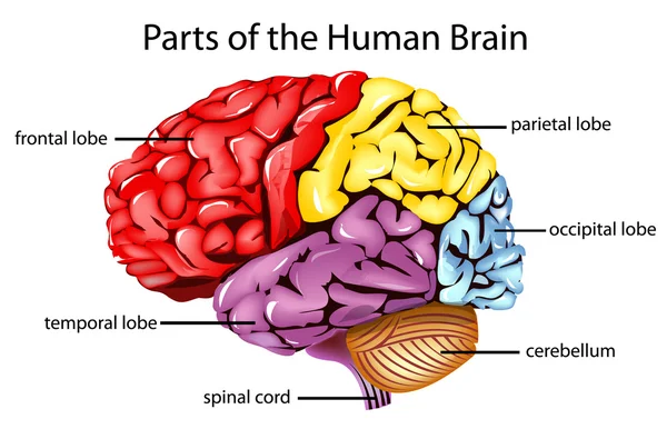 Cervello umano — Vettoriale Stock