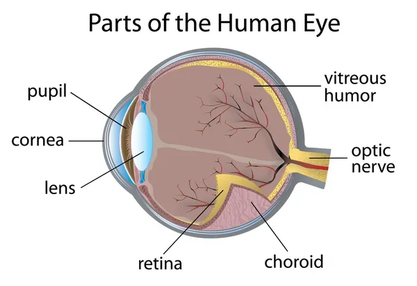 Ludzkie oko — Wektor stockowy
