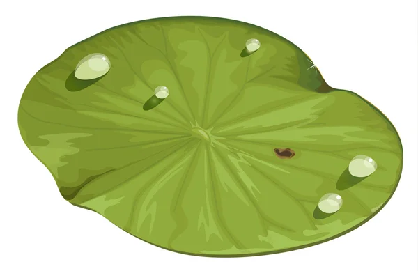 Feuille de lotus — Image vectorielle