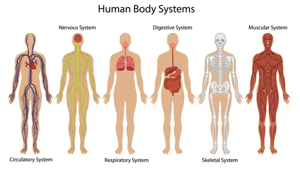 Sistemas do corpo humano Vetor De Stock