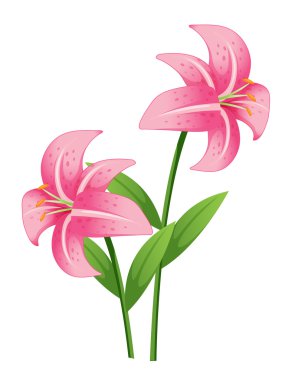 Orchid clipart