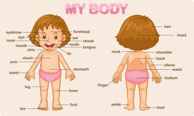 my body clipart