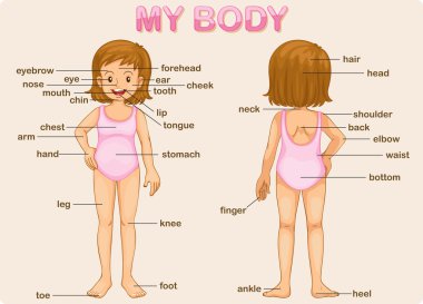 my body clipart