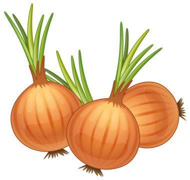 onions clipart