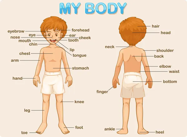 Mi cuerpo — Archivo Imágenes Vectoriales