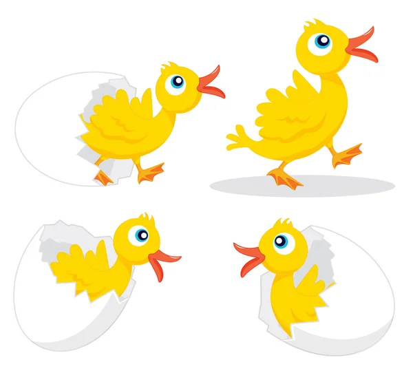 Four chicks — Stock Vector