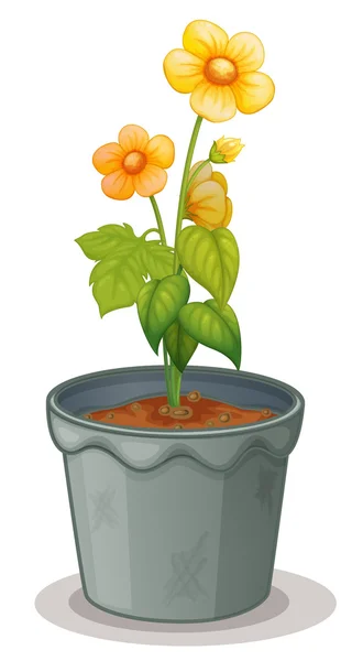 Pot növény — Stock Vector