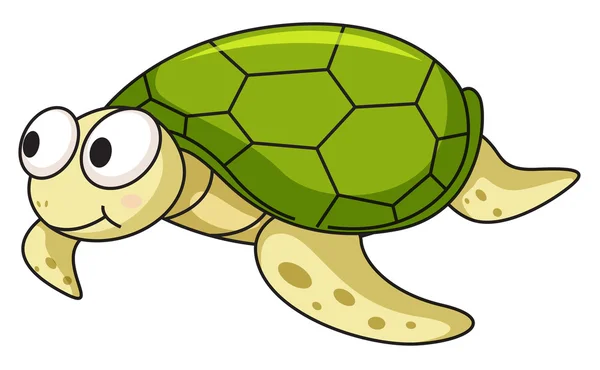 Turtle — Stock Vector