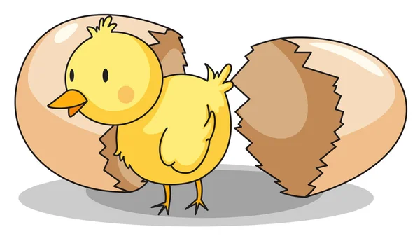 Chick hatching — Stock Vector
