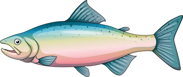 Rainbow trout — Stock Vector