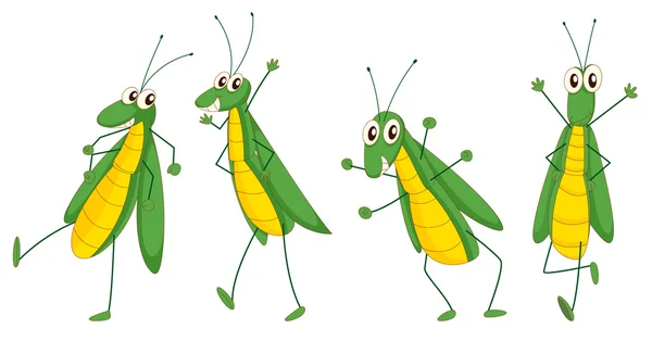 Grasshoppers — Stock Vector