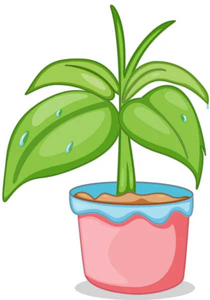 Ein Topf mit einer Pflanze — Stockvektor
