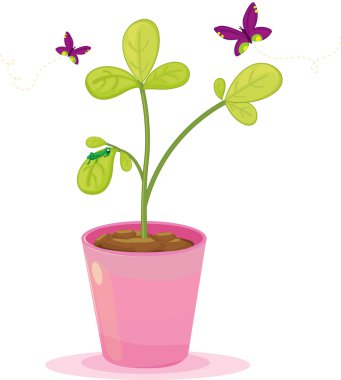 pot plant clipart