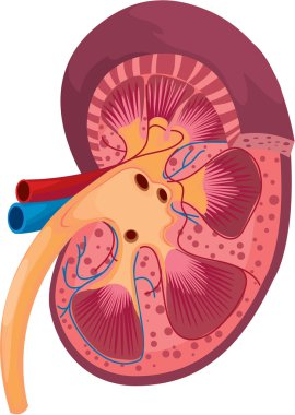 kidney clipart