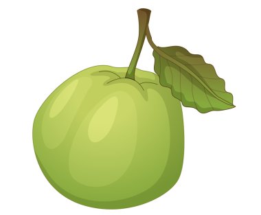 Fruit illustration clipart