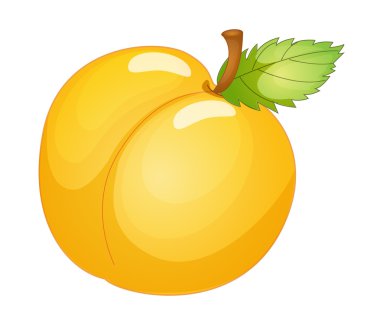 Fruit illustration clipart