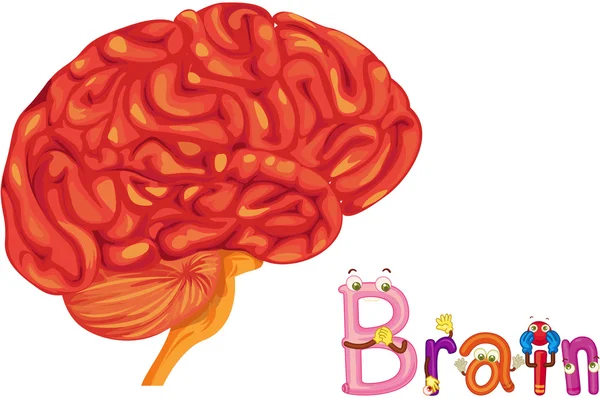 Gehirn — Stockvektor