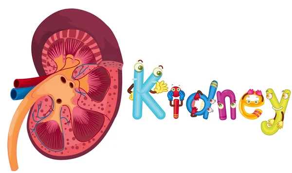 Kidney — Stock Vector