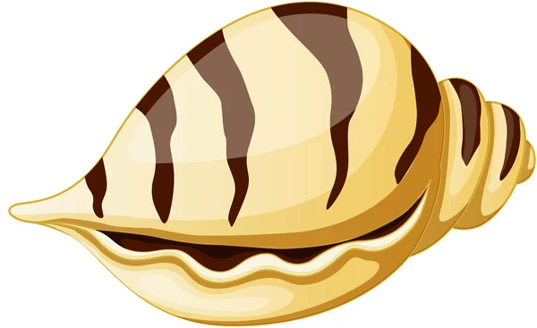 貝殻 — ストックベクタ