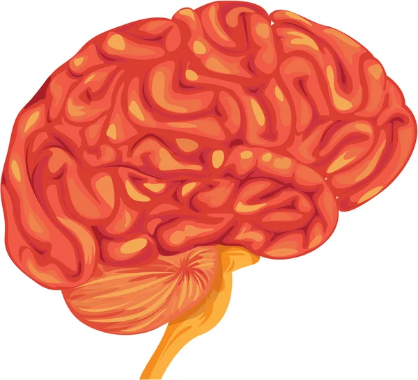大脑 — 图库矢量图片