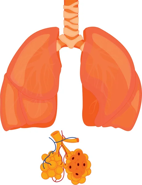 Płuca — Wektor stockowy