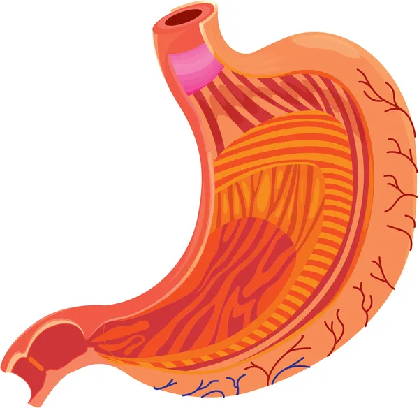 Estómago — Archivo Imágenes Vectoriales
