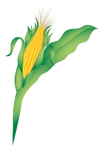 Maïs illustratie — Stockvector