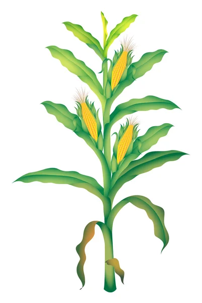 Ilustração do milho — Vetor de Stock