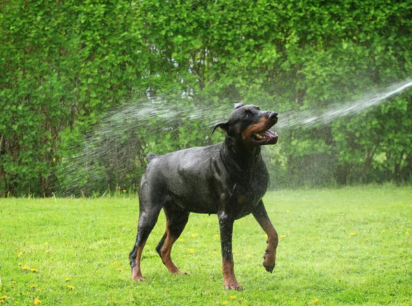 Perro tomando una ducha — Foto de Stock