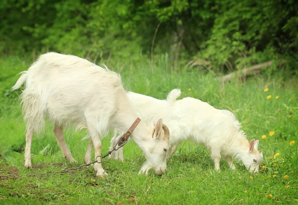 Годування кози провід двох козлів — стокове фото