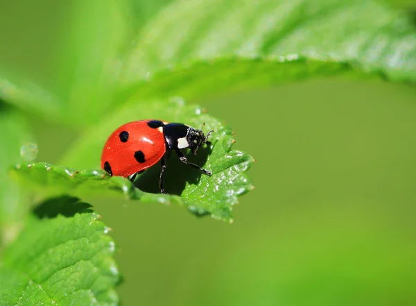 stock image Ladybug