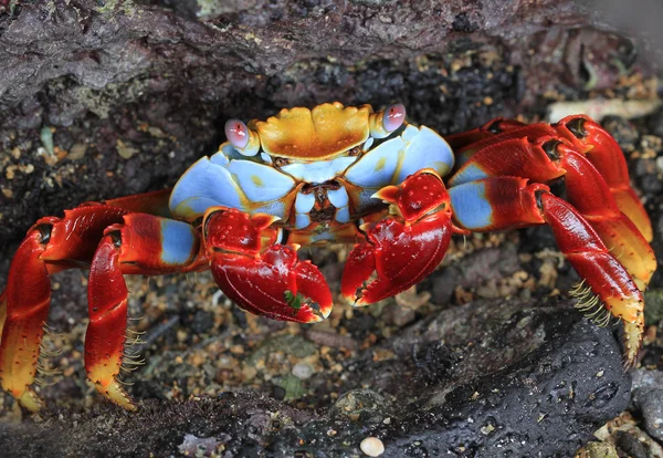 Krabbe auf einem Felsen — Stockfoto
