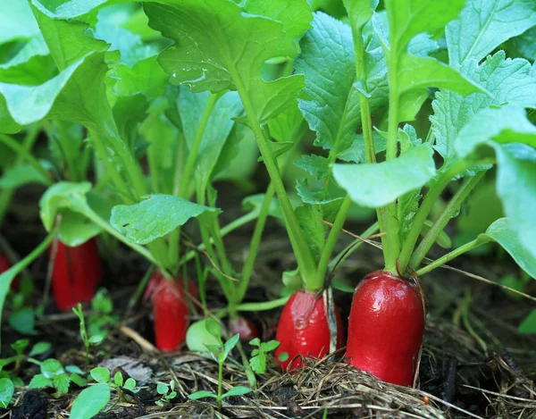 Growing radish — Stock Photo, Image