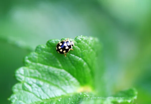 stock image Ladybug