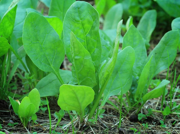 Growing spinach — Stock Photo, Image