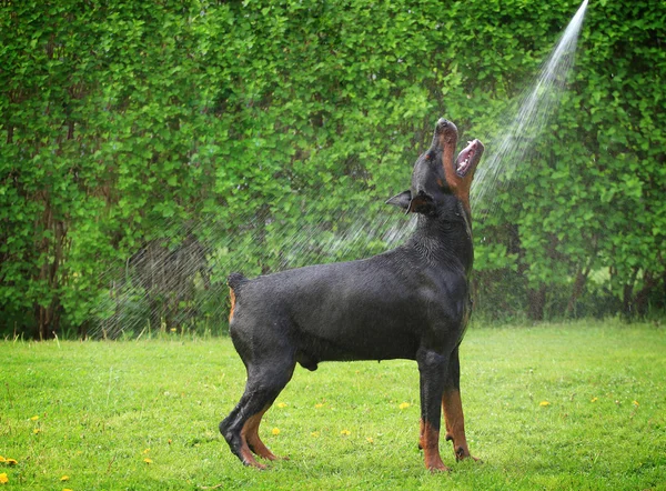 Cão tomando banho — Fotografia de Stock