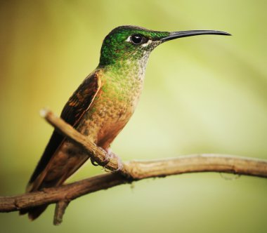 Hummingbird resting on a twig clipart