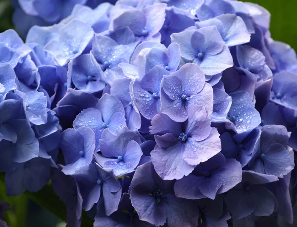 stock image Hydrangea after a rain