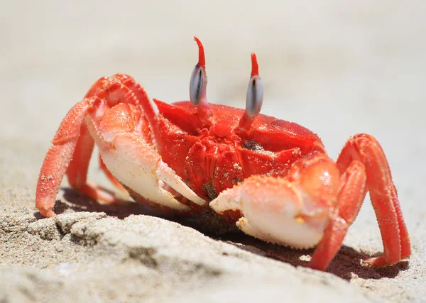 stock image Crab on a Beach