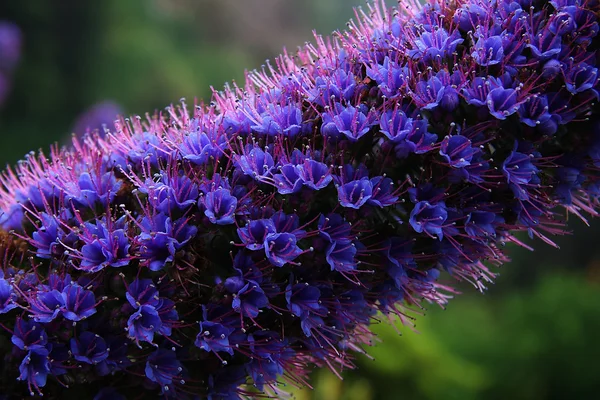 stock image Flower after a rain