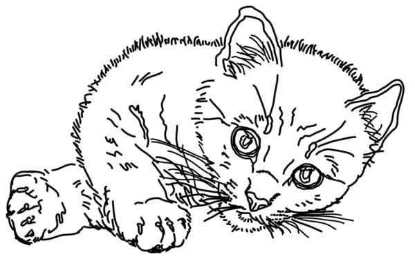 Yavru kedi — Stok Vektör