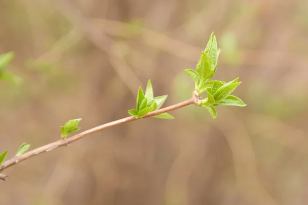 stock image Spring