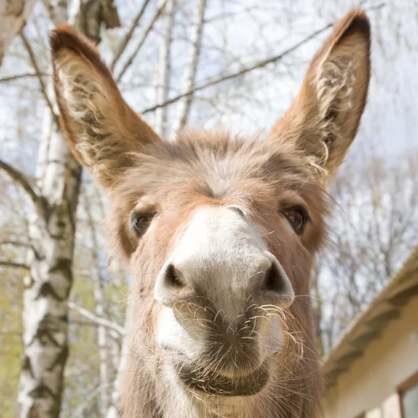 Burro. — Fotografia de Stock